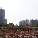 장미화원 - 예산군 역전로140번길 48 | 장미화원