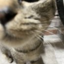 쿨펫동물병원(이마트군산점) 이미지