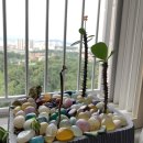 꽃피우다 이미지