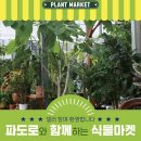 식물마켓