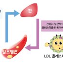 콜레스테롤종류 그리고 수치 조절이 중요한 이유에 대해서 이미지