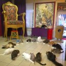 고양이카페 이미지