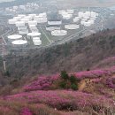 돌고개기사식당 | 영취산에 취하다