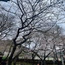 여좌작은도서관 | 진해벚꽃군항제 벚꽃축제 먹거리,,, 아직 다 피지 않은 벚꽃