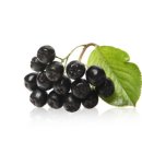 슈퍼베리 이미지