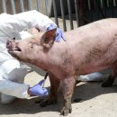 교동멧돼지 이미지