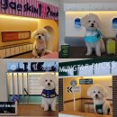 퍼피힐(PUPPY HILL) | 서울근교 강아지랑 파주 신상 애견동반카페 포토존천국 퍼피힐(PUPPY HILL)