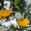 주생농장 이미지