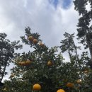 [후기]제주 애월 독채숙소 제월연가 숙박 후기 ㅣ제주도 숙소추천, 애월숙소, 야외자쿠지