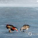 원앙