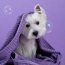 애니펫동물병원 이미지