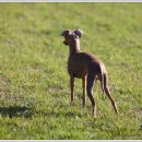 샴프네집 이미지