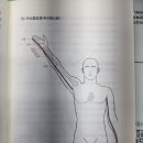 7. 수소음신경 ( 소충~소해) 신문 = 임신을 하면 이자리에서 빨리뛴다 이미지