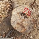 팥배나무(15살)-075-은평구 봉산 편백나무 숲 확장공사로 벌목된 나무 기록 이미지