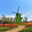 꽃동산교회 앞 | 순천만국가정원 튤립 핫플레이스