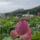 나의 78세 생일 연꽃 구경 이미지