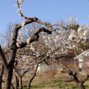 매실향기 이미지