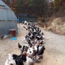 쟁골농장 이미지