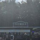 꽃피자 | [공지] 임신 26주차 | 안성 팜랜드 핑크뮬리 가을 꽃구경 &amp; 핏제리아 수플리 화덕피자 후기