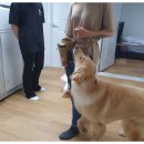 스터디독스쿨 이미지