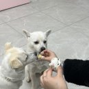 퍼피앤파파 이미지