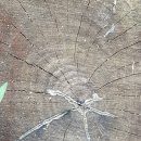 화순군산림조합 | 통의동 백송 나이테 이야기