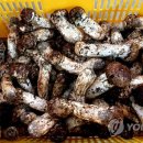 인제18-1 이미지
