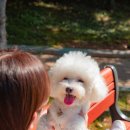 사랑애동물메디컬센터 이미지