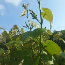 향기포도농원 이미지