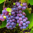 10월 17일 오늘의 탄생화 포도(Grape) 이미지