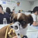 멍이살롱 | 강아지 마사지 어떻게 해야 할까? 화성 반려문화살롱 림프순환마사지 괄사 체험 후기