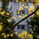 금호동 장미아파트 이미지