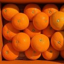 오렌지 이미지