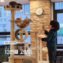 13번째고양이 이미지