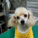 육호애견