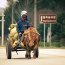 워낭소리 이미지