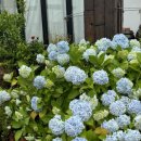 제주애월당귤 이미지