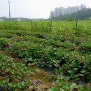 광성농장 이미지