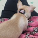 세상 편하개 이미지