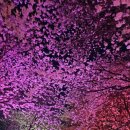 골정지 | [충남/당진] 당진 가볼 만한 곳, 40년 된 벚꽃 터널이 있는 야경 맛집 '골정지' 방문 후기
