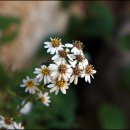 부지깽이 이미지