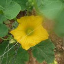 비둘기농장 이미지