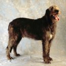 뿌리동물병원 이미지