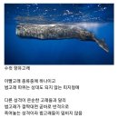 범고래 담당 일진 이미지