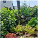 복순이네 이미지