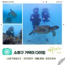 됐다됐다 뽑기샵 | [가오슝 여행] 소류구 다이빙·스노클링 내돈내산 후기｜비 오는 날 바다거북이 (포포다이브)