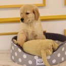 도그마루 강아지고양이 안양점 이미지