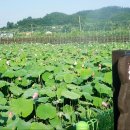 봉정연꽃마을 이미지