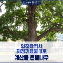 계산동 은행나무 이미지