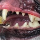 용인도담동물병원 이미지